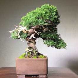 bonsai-asheville-treethepeople-danny-coffey