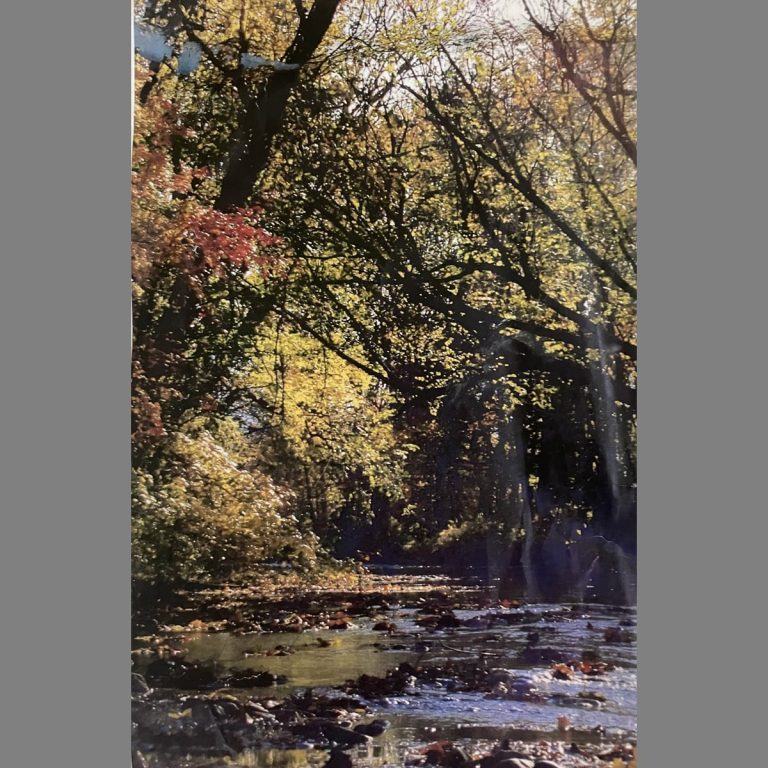 USING PHOTOGRAPHS AS INSPIRATION FOR BEAUTIFUL PAINTINGS in Oil or